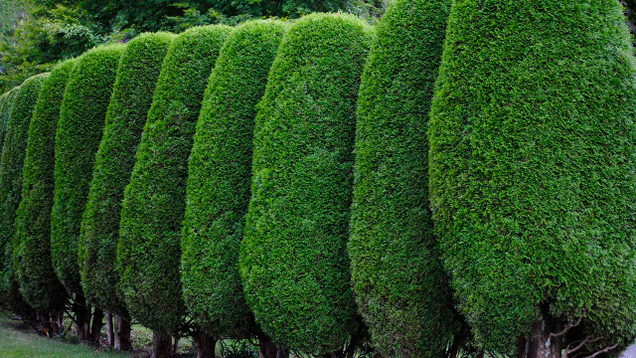 Illustration for article titled Sorry, Horny Boys, But These 7 Curvaceous Topiaries Are Pretty Much The Sexiest Thing We Can Get Through Your Middle School’s Content Filters